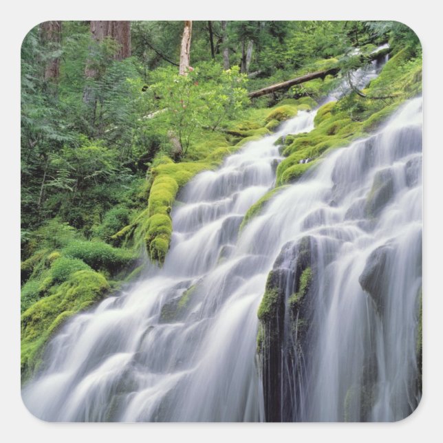 Adesivo Quadrado EUA, Oregon, Proxy Falls. Proxy Cai em Rushes (Frente)