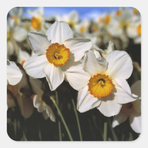 Adesivo Quadrado EUA, Oregon, Vale do Willamette. Narcisos