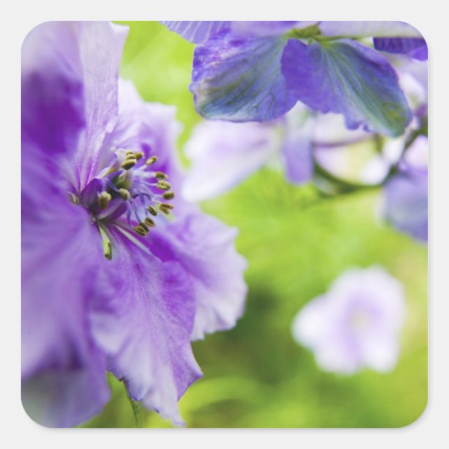 Adesivo Quadrado EUA, Oregon, Vale Willamette, Larkspur Close 2 (Frente)