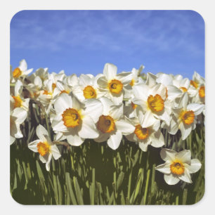 Adesivo Quadrado EUA, Oregon, Vale Willamette. Os narcisos crescem