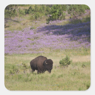 Adesivo Quadrado EUA, South Dakota, bisonte americano (bisonte do