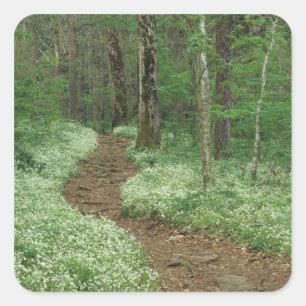 Adesivo Quadrado EUA, Tennessee, Great Smoky Mountains NP, 3