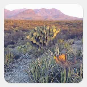 Adesivo Quadrado EUA, Texas, Big Bend NP. Um crepúsculo arenoso ros