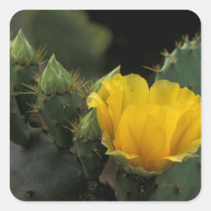 Adesivo Quadrado EUA, Texas, Cacto de Pera Espinhosa em flor.