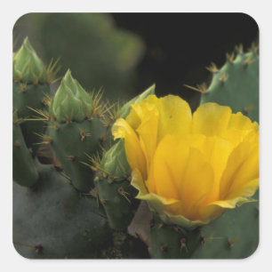 Adesivo Quadrado EUA, Texas, Prickly Pear Cactus florescendo.