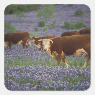 Adesivo Quadrado EUA, Texas, Texas Hill Country, Hereford