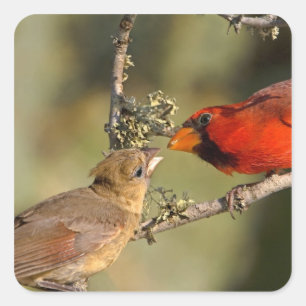 Adesivo Quadrado EUA, Texas, Vale do Rio Grande, McAllen. Mated