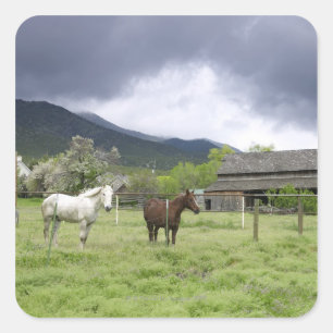 Adesivo Quadrado EUA, Utá, cavalos no rancho