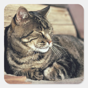 Adesivo Quadrado EUA, Utá, recife NP do Capitólio. Gato de gato