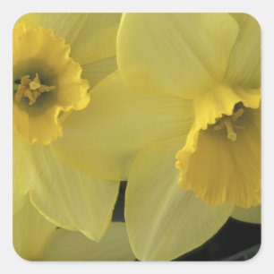 Adesivo Quadrado EUA, Utah, Cache Valley Daffodils