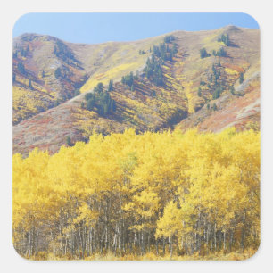 Adesivo Quadrado EUA, Utah, Floresta Nacional Wasatch-Cache,