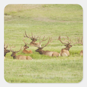 Adesivo Quadrado EUA, Utah, Group of Bull Elk (Cervus canadensis)
