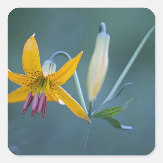 Adesivo Quadrado EUA, WA, Monte Rainier National Park. Colúmbia (Frente)