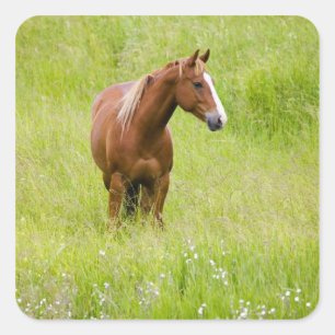 Adesivo Quadrado EUA, Washington, Cavalo em Campo de Primavera,