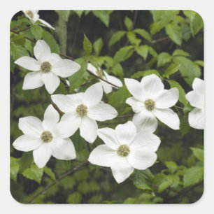 Adesivo Quadrado EUA, Washington, Cornus do Pacífico, Cornus