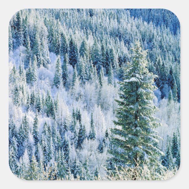 Adesivo Quadrado EUA, Washington, Monte Spokane State Park, Aspen (Frente)