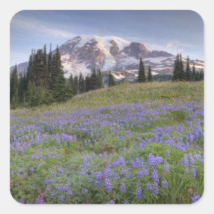 Adesivo Quadrado EUA, Washington, Mt. Rainier NP, Mt. Rainier e