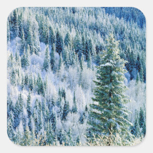 Adesivo Quadrado EUA, Washington, Mt. Spokane State Park, Aspen