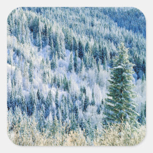 Adesivo Quadrado EUA, Washington, Mt. Spokane State Park, Aspen 2