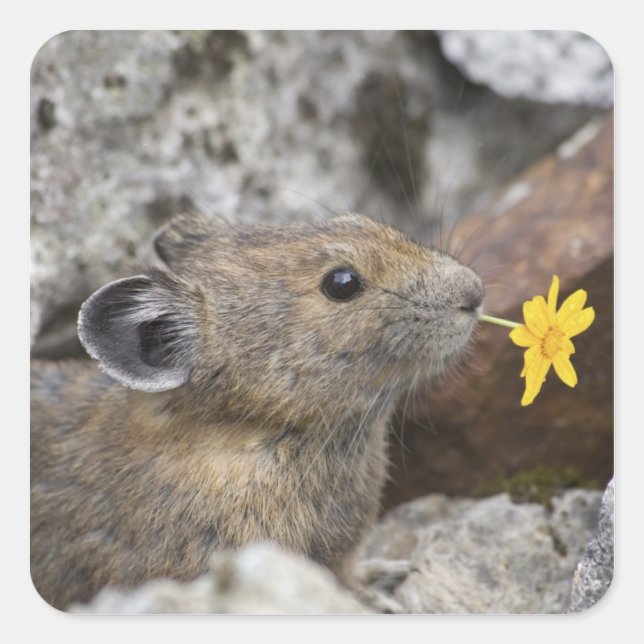 Adesivo Quadrado EUA, Washington, North Cascades National Park, (Frente)
