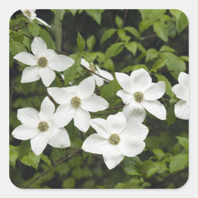 Adesivo Quadrado EUA, Washington, Pacific Dogwood, Cornus (Frente)