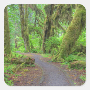 Adesivo Quadrado EUA, Washington, Parque Nacional Olímpico, Chuva d
