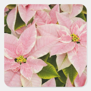 Adesivo Quadrado EUA, Washington, Woodinville, Molbak's Nursery, 4