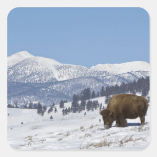 Adesivo Quadrado EUA, WY, Parque Nacional Yellowstone, Bisonte Amer