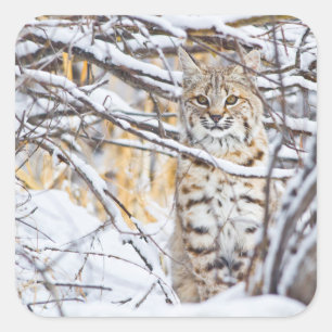 Adesivo Quadrado EUA, Wyoming, Bobcat