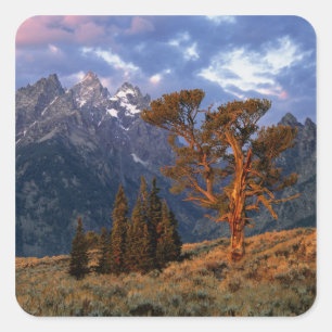 Adesivo Quadrado EUA, Wyoming, Grand Teton NP. Um cedro solitário