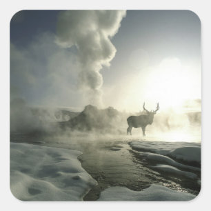 Adesivo Quadrado EUA, Wyoming, Parque Nacional de Yellowstone. Nasc