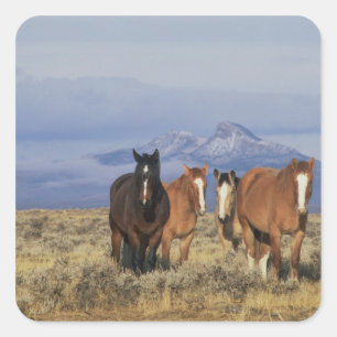 Adesivo Quadrado EUA, Wyoming, perto de Cody Grupo de cavalos