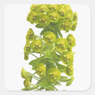 Adesivo Quadrado Euphorbia