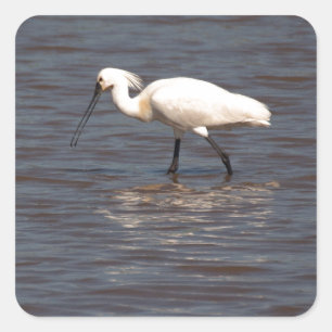 Adesivo Quadrado Eurasian Spoonbill
