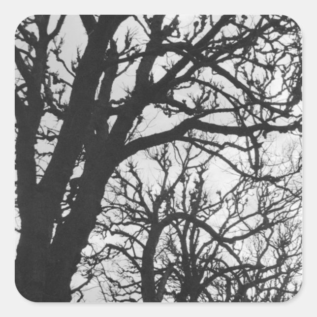 Adesivo Quadrado Europa, França, Paris. Árvores de inverno, Marco (Frente)