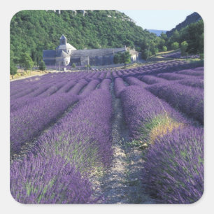Adesivo Quadrado Europa, França, Provença. Campos de lavanda