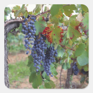 Adesivo Quadrado Europa, França, Roussillon. Vinhas, com