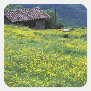 Adesivo Quadrado Europa, Itália, Toscana, Siena, Chianti.