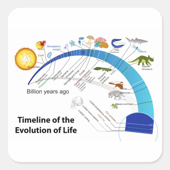 Adesivo Quadrado Evolução da Vida no Diagrama da Linha do Tempo da  (Frente)