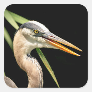 Adesivo Quadrado Excelente Blue Heron