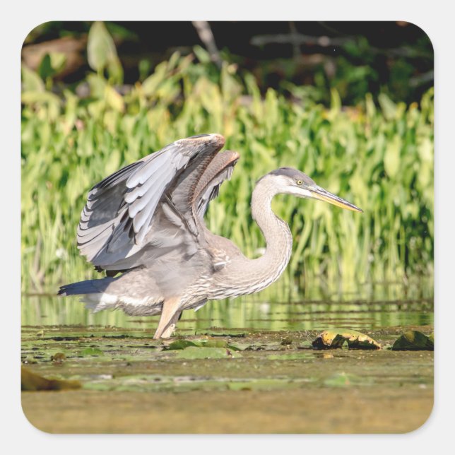 Adesivo Quadrado Excelente Blue Heron (Frente)