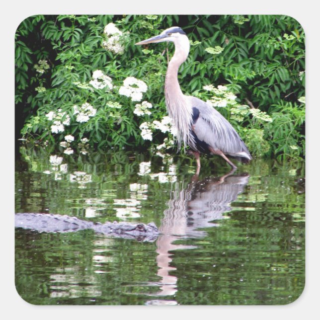 Adesivo Quadrado Excelente Blue Heron e Alligator Stickers (Frente)