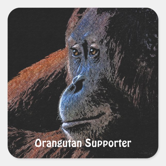 Adesivo Quadrado Excelente Orangutan Ape Primate Stickers (Frente)