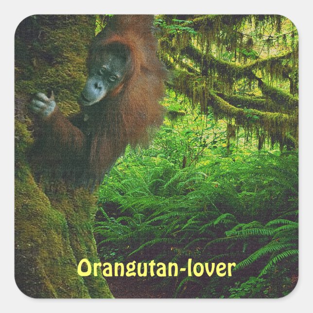 Adesivo Quadrado Excelente Orangutan Ape Primate Stickers (Frente)
