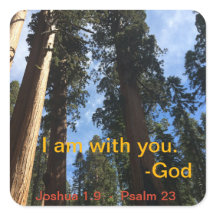 Exibição de Céu da Sequoia Gigante