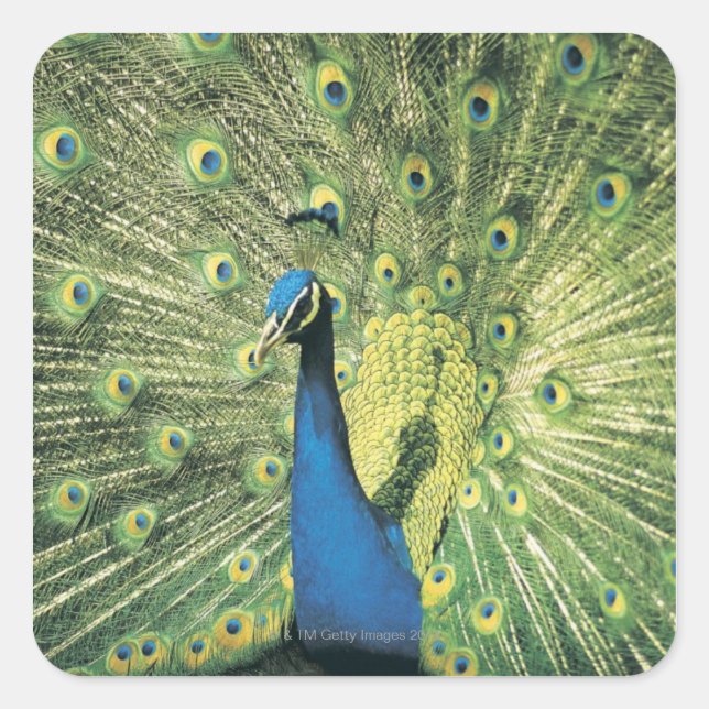 Adesivo Quadrado Exibição de Peacock (Frente)