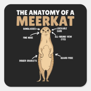 Adesivo Quadrado Explicação Engraçada Da Anatomia De Um Meerkat