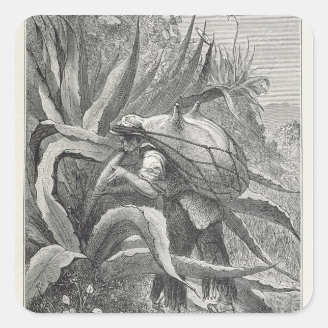 Adesivo Quadrado Extraindo pulque (Frente)