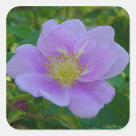 Adesivo Quadrado F37 Rosa selvagem