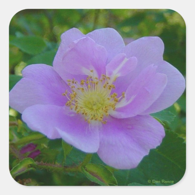 Adesivo Quadrado F37 Rosa selvagem (Frente)